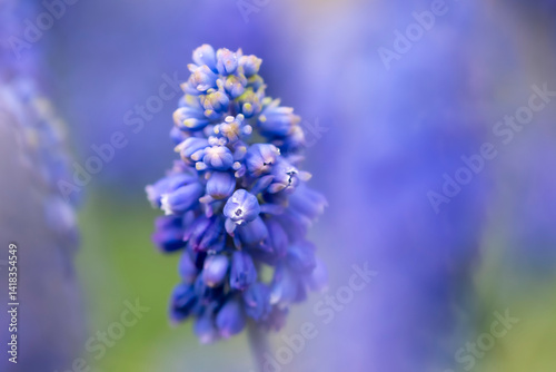 Obraz na płótnie kwiaty na wiosnę fioletowe szafirki macro bokeh w salonie