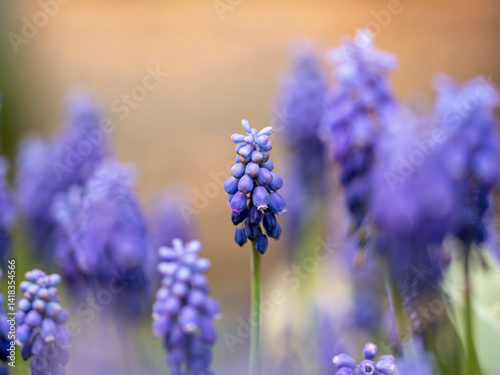 kwiaty na wiosnę fioletowe szafirki macro bokeh