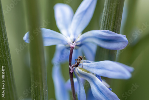 Obraz na płótnie kwiaty na wiosnę fioletowe szafirki macro bokeh w salonie