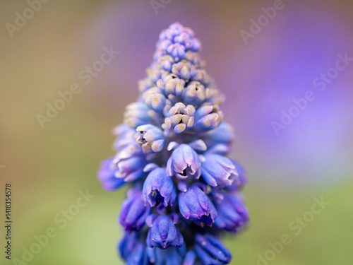 Obraz na płótnie kwiaty na wiosnę fioletowe szafirki macro bokeh w salonie