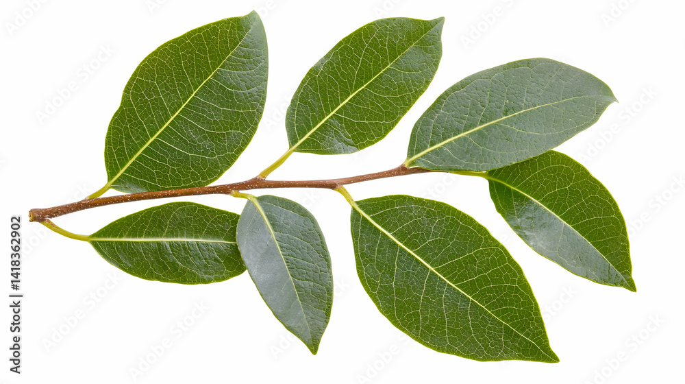 Naklejka premium Closeup Branch With Green Leaves On White Background