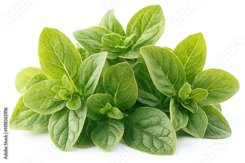 Fresh oregano sprigs against a pure white backdrop.