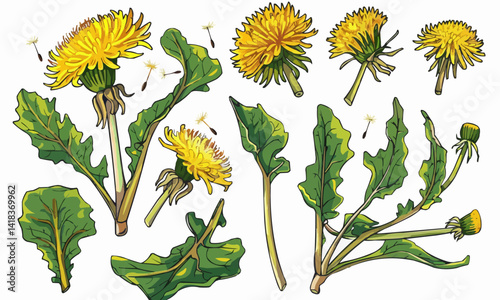 Set of Dandelion Greens hand drawing isolated vector illustration