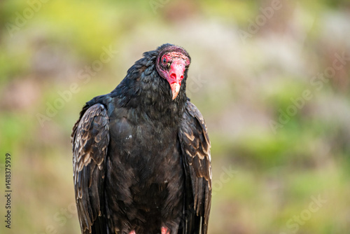 Close-up of Turkey vulture (Cathartes aura)	 photo