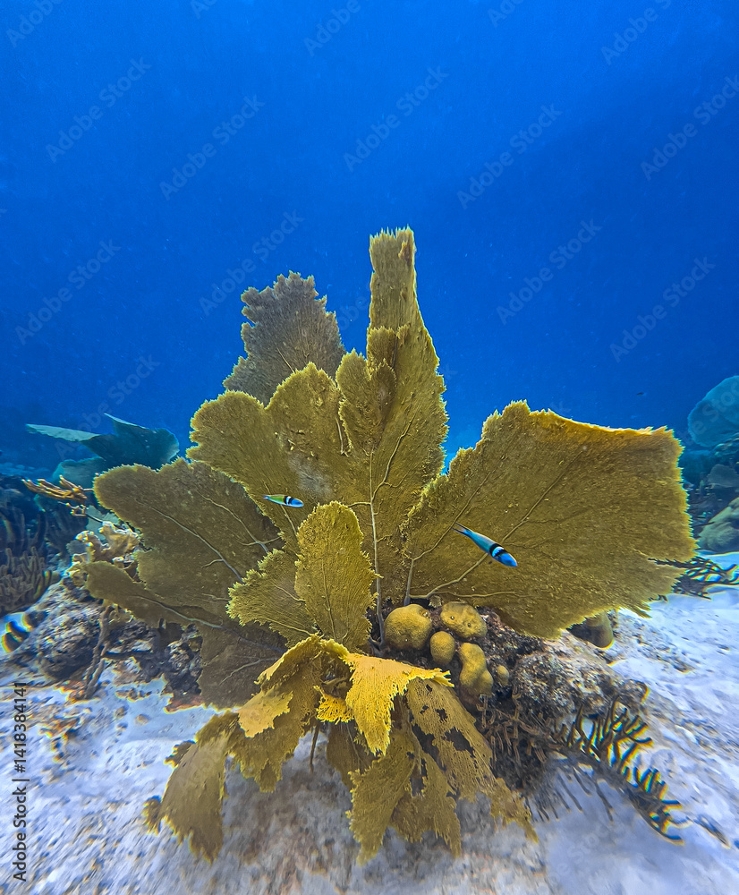 Caribbean coral garden, underwaterBonaire