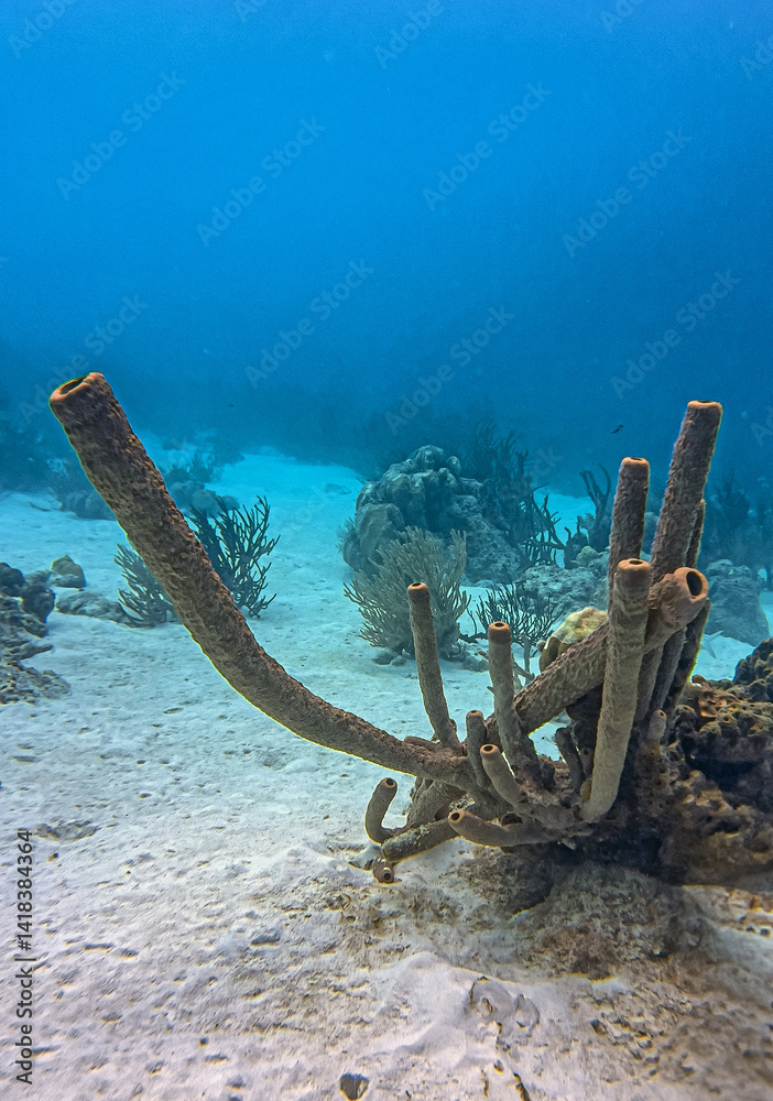 Caribbean coral garden, underwaterBonaire