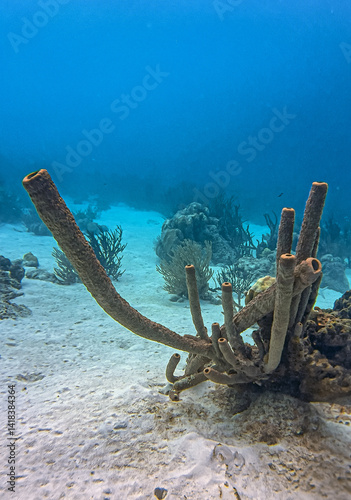 Obraz na płótnie Caribbean coral garden, underwaterBonaire w salonie