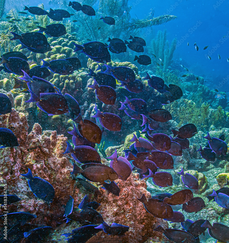 Caribbean coral garden, underwaterBonaire