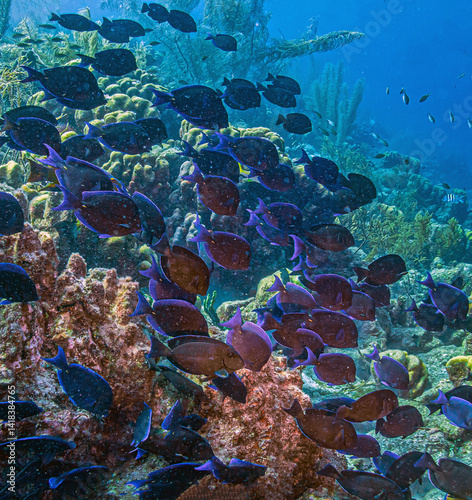 Obraz na płótnie Caribbean coral garden, underwaterBonaire w salonie