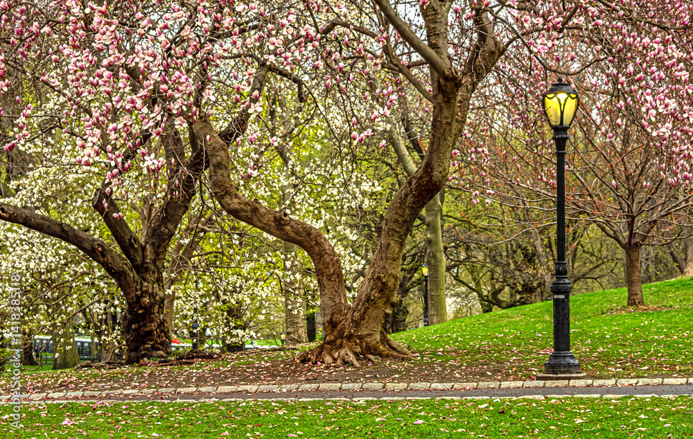 Central Park in spring, early morning