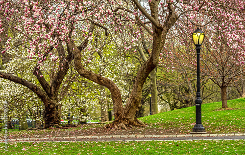 Obraz na płótnie Central Park in spring, early morning w salonie