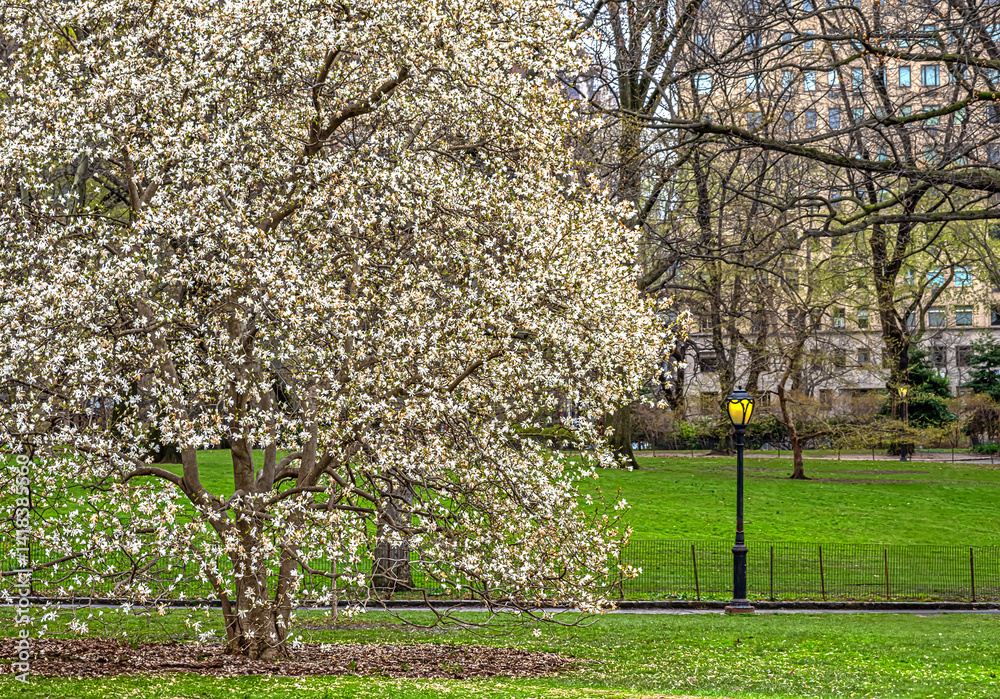 Central Park in spring, early morning