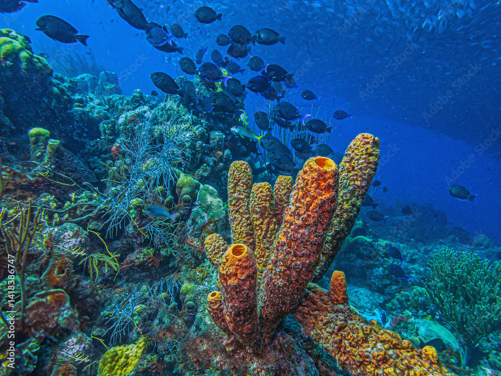 Caribbean coral garden, underwaterBonaire