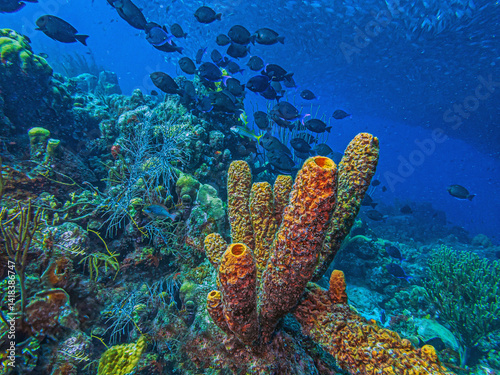 Obraz na płótnie Caribbean coral garden, underwaterBonaire w salonie