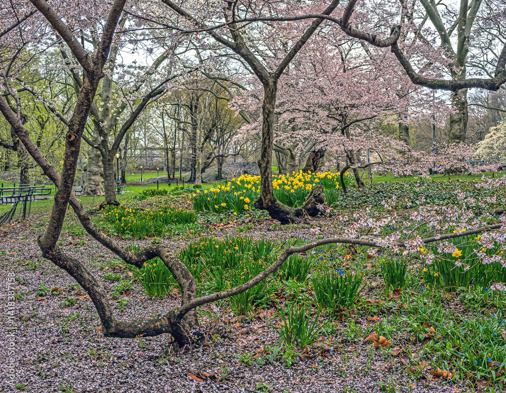 Central Park in spring, early morning