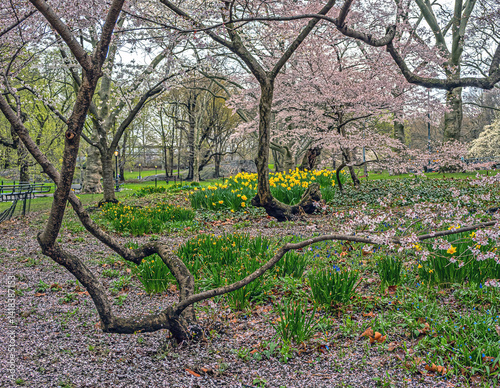 Obraz na płótnie Central Park in spring, early morning w salonie