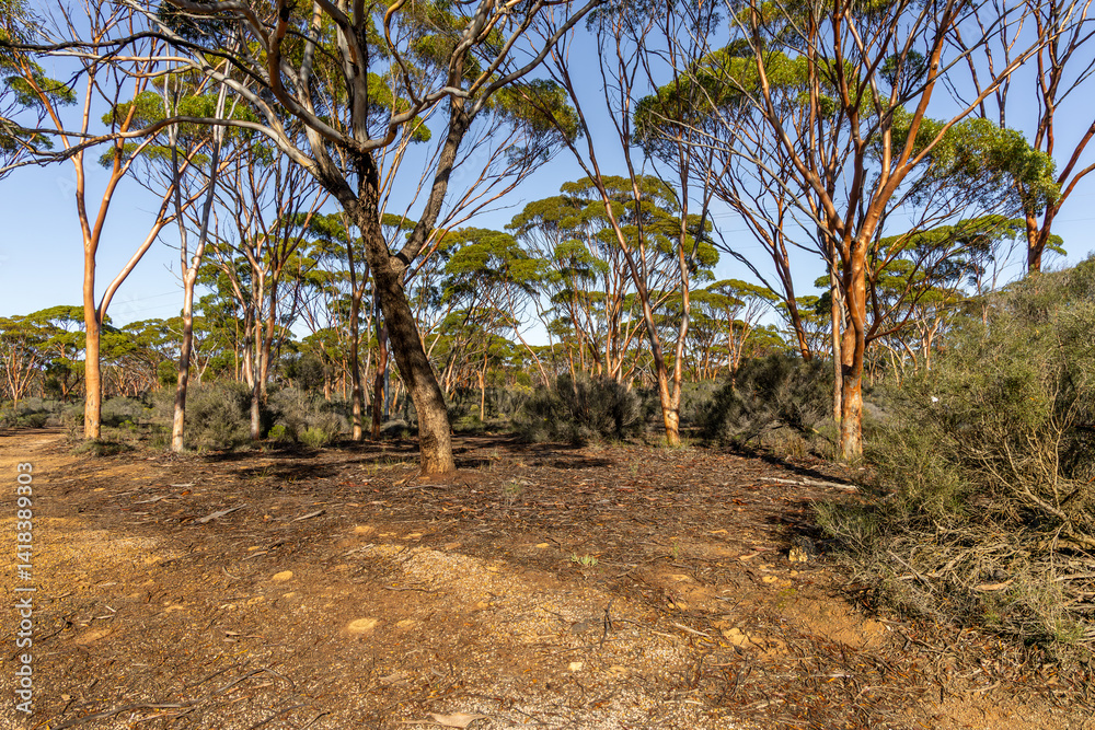The Great Western Woodlands (this image near Salmon Gums, Western Australia), which cover almost 16,000,000 hectares (40,000,000 acres), a region larger in size than England and Wales. The Great Western Woodlands (this image near Salmon Gums, Western Australia), which cover almost 16,000,000 hectares (40,000,000 acres), a region larger in size than England and Wales.