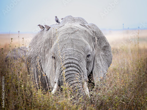 Photography African bush elephant (Loxodonta africana) foraging in open grassland while birds — likely oxpeckers — perch on its back in a mutualistic relationship