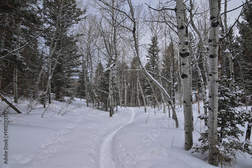 Tibble Fork Loop hiking winter storm snow views of trail Lone Peak Wilderness Uinta Wasatch Cache National Forest, Rocky Mountains, Utah. United States. photo