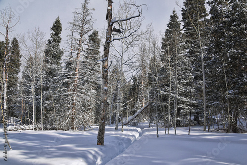 Tibble Fork Loop hiking winter storm snow views of trail Lone Peak Wilderness Uinta Wasatch Cache National Forest, Rocky Mountains, Utah. United States. photo