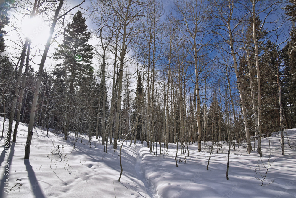 Tibble Fork Loop hiking winter storm snow views of trail Lone Peak Wilderness Uinta Wasatch Cache National Forest, Rocky Mountains, Utah. United States.