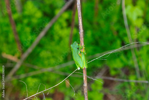 The American green tree frog (Dryophytes cinereus or Hyla cinerea) Commonly found in the central and southeastern United States, the frog lives in open canopy forests with permanent water sources 