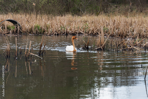 A nature scene showing a young Swan in a pond in Scotland on a spring day.