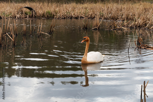A nature scene showing a young Swan in a pond in Scotland on a spring day.