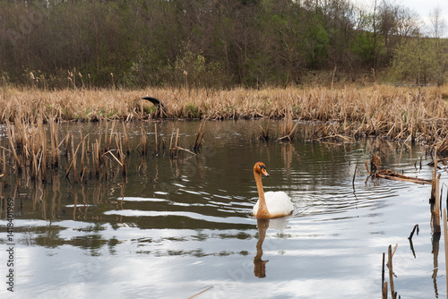 A nature scene showing a young Swan in a pond in Scotland on a spring day.