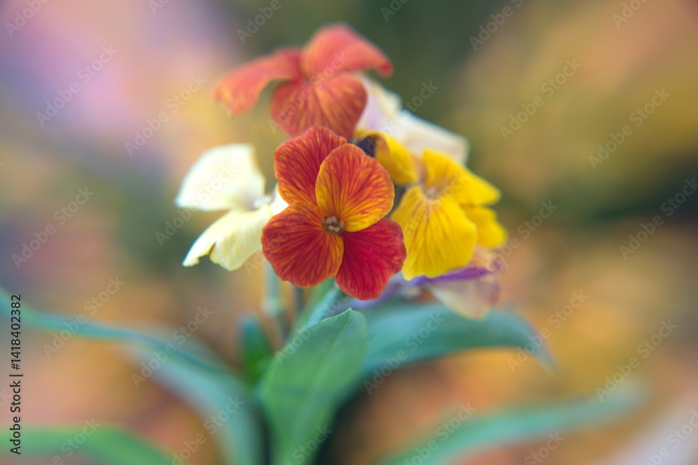 Fototapeta premium Erysimum cheiri in bloom, orange flowers, Cheiranthus cheiri, Wallflower 
