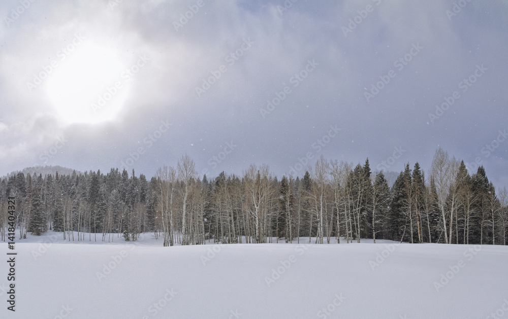Tibble Fork Loop winter storm snow views from hiking trail Lone Peak Wilderness Uinta Wasatch Cache National Forest, Rocky Mountains, Utah. United States.