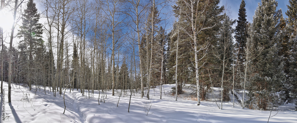 Tibble Fork Loop winter storm snow views from hiking trail Lone Peak Wilderness Uinta Wasatch Cache National Forest, Rocky Mountains, Utah. United States.