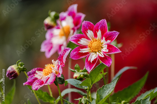 Wallpaper Mural Pink and white blooms at The Butchart Gardens on Vancouver Island in British Columbia Canada in Fall Torontodigital.ca