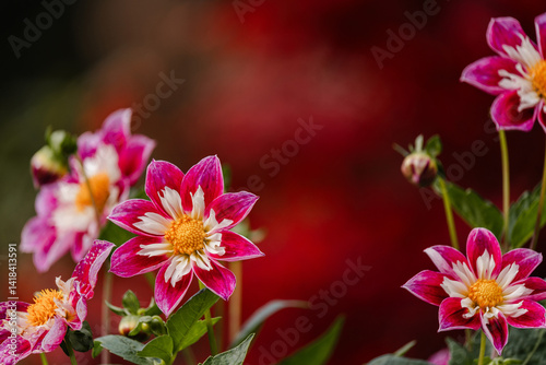 Wallpaper Mural Pink and white blooms at The Butchart Gardens on Vancouver Island in British Columbia Canada in Fall Torontodigital.ca