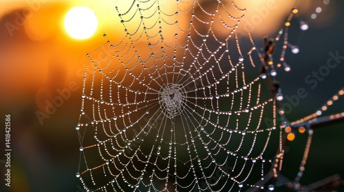 Morning light brings a touch of magic, making spider webs sparkle with dew, resembling tiny, radiant jewels.