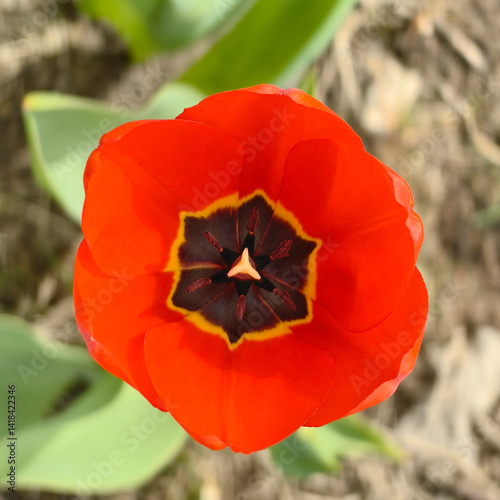 Vibrant Red Tulip in Full Bloom, Close-up of a red tulip flower with a striking black and yellow center, captured in natural sunlight against a blurred garden background.