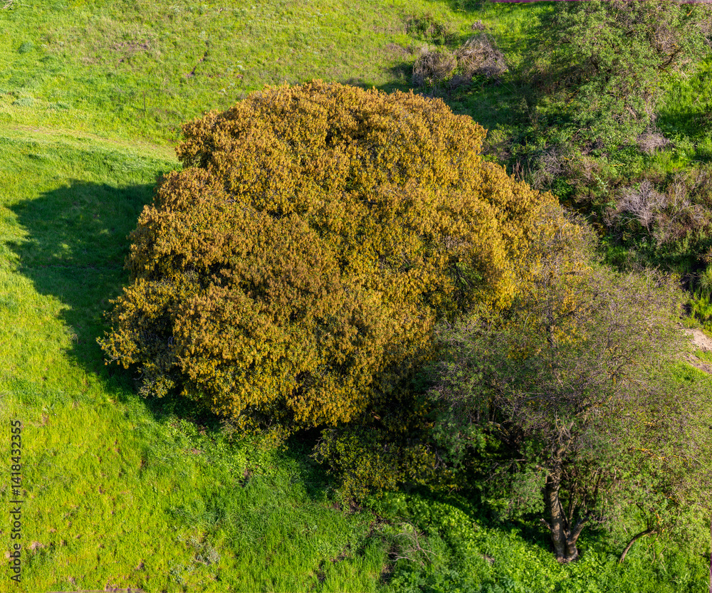 Blooming oak tree with abundant pollen hanging from branches in springtime