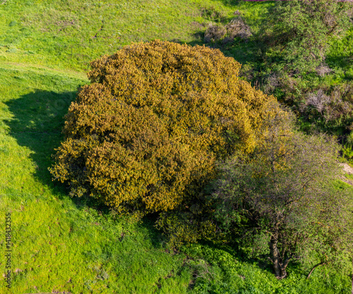 Obraz na płótnie Blooming oak tree with abundant pollen hanging from branches in springtime w salonie
