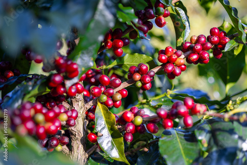 Coffee plant fruit red berry branch in coffee farm with fresh red and green coffee beans harvesting in mountain plantation, coffee beans trees agriculture and drinking beverages inndustry business.