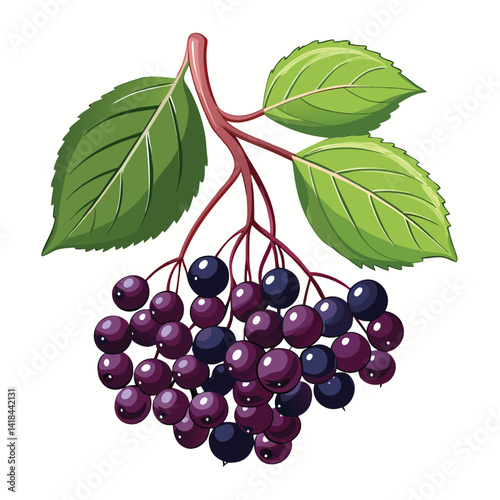 Purple Berries Clustered on Stem with Leaves