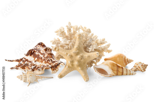 Different sea shells, coral...