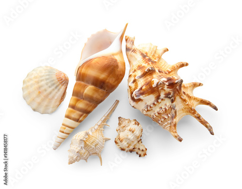 Assortment of natural seash...