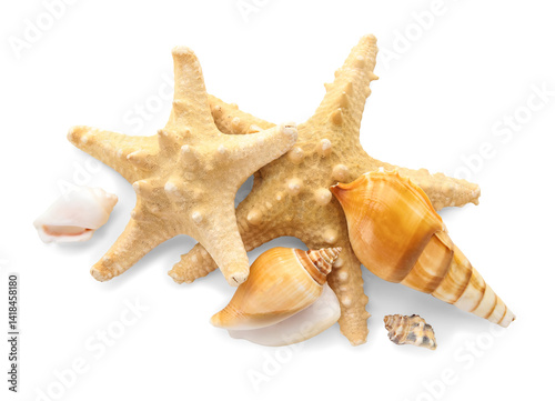 Different sea shells and st...