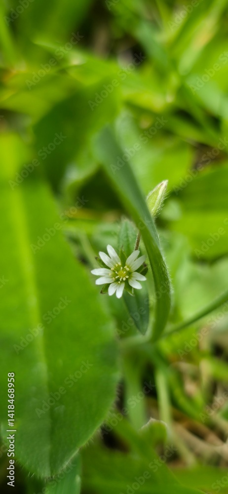 Obraz premium Flora y Fauna Medellín Colombia