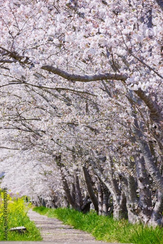 桜道