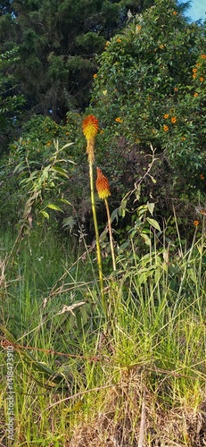 Flora y Fauna Medellín Colombia