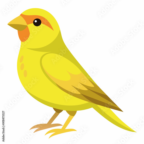 Canari domestique (Serinus Canaria Domestica) - 19ème siècle