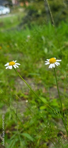 Flora y Fauna Medellín Colombia