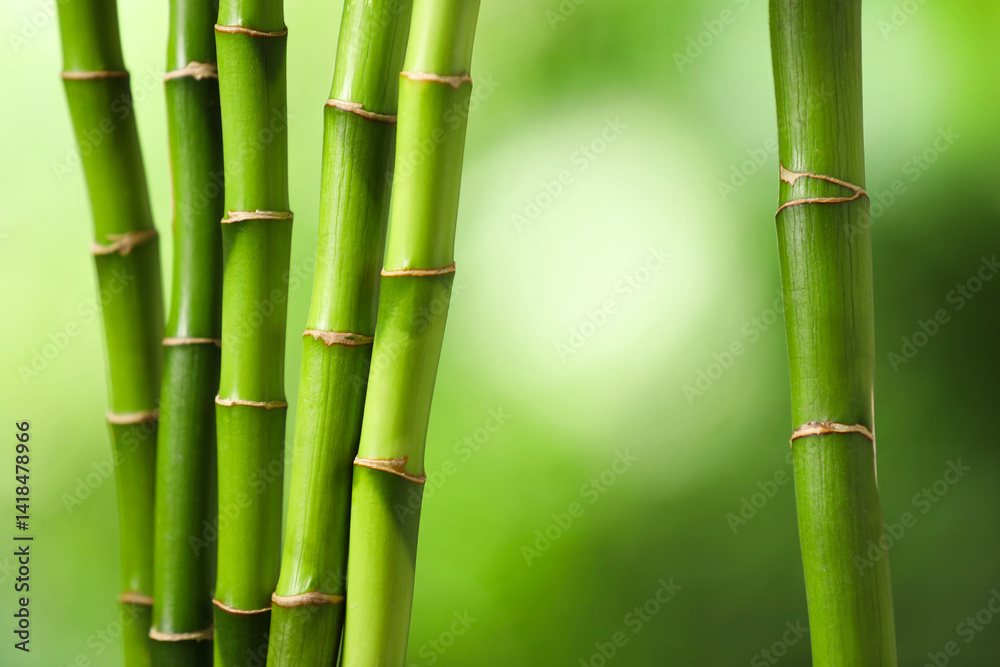 Fototapeta premium Green bamboo stems on blurred background, closeup