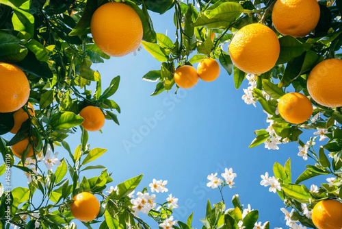 looking up at a blue cloudless sky with orange fruit tree branches with some orange blossom flowers on them 